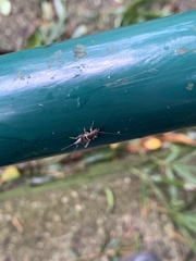 Mogoplistidae