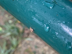 Salticinae