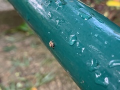 Salticinae