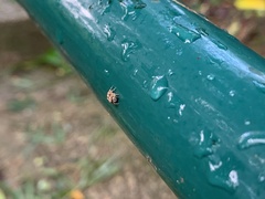 Salticinae