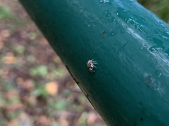 Mopiopia