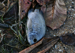 Acanthopagrus pacificus