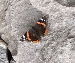 Vanessa atalanta