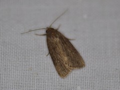 Athetiina