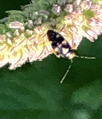 Liocoris tripustulatus