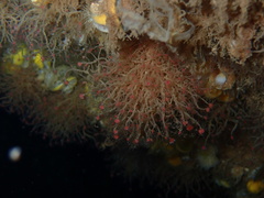 Ectopleura crocea