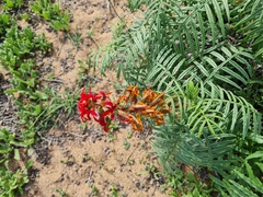Melianthus pectinatus