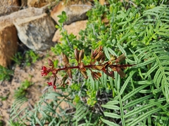 Melianthus pectinatus