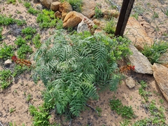Melianthus pectinatus