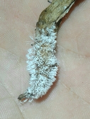 Protosteliomycetes