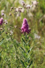 Spiraea × billardii