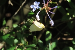 Dixeia charina