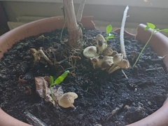Lepiota elaiophylla