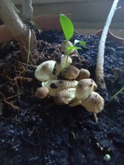 Lepiota elaiophylla