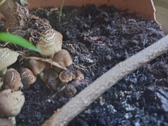 Lepiota elaiophylla