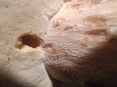 Boletus nobilissimus