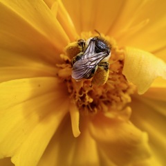 Melissodes illatus