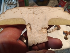 Boletus nobilissimus