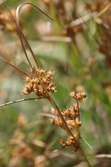 Juncus tenuis