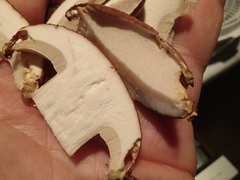 Boletus nobilissimus