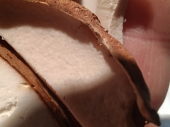 Boletus nobilissimus