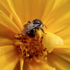 Melissodes illatus