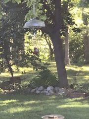 Pheucticus ludovicianus