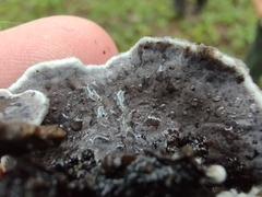 Thelephora cuticularis