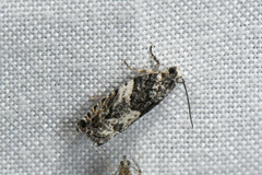 Gypsonoma adjuncta