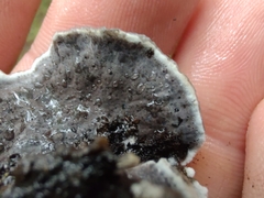Thelephora cuticularis