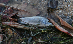 Acanthopagrus pacificus