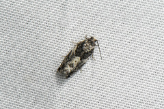 Gypsonoma adjuncta