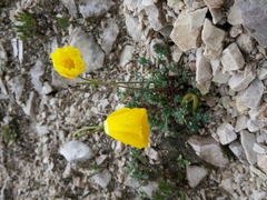 Papaver alpinum
