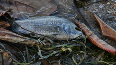 Acanthopagrus pacificus