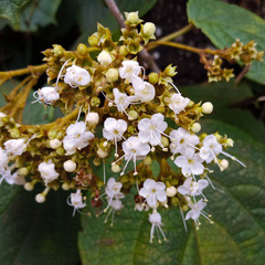 Clerodendrum johnstonii
