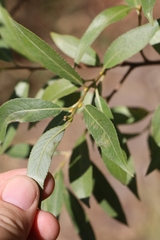 Salix alba