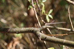 Salix alba