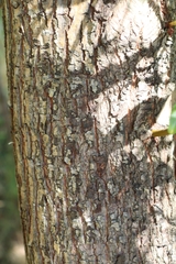 Salix alba