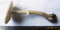 Amanita solaniolens