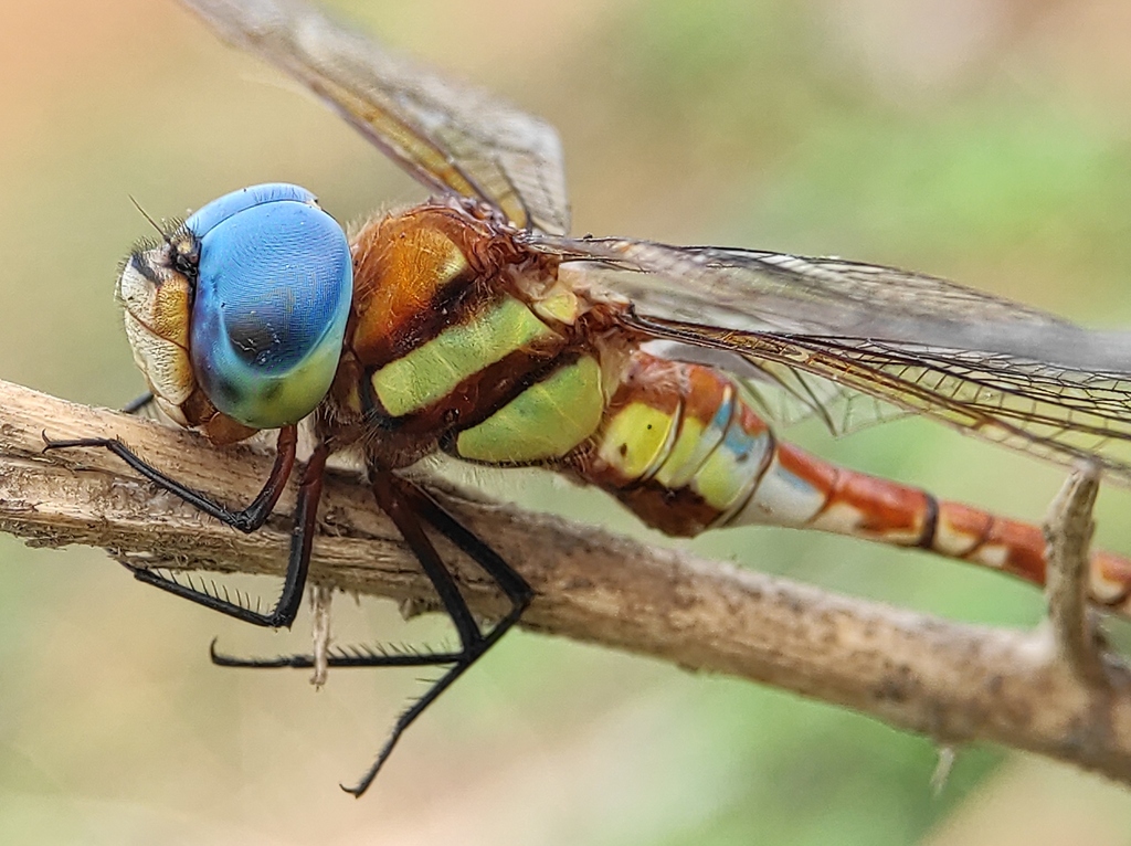 Anaciaeschna