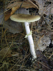 Amanita solaniolens