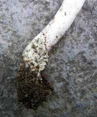 Amanita solaniolens