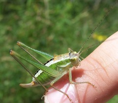 Poecilimon macedonicus