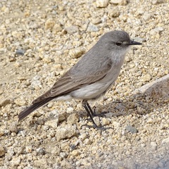 Muscisaxicola cinereus