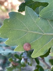 Cynips quercus