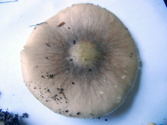 Amanita solaniolens