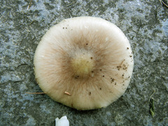 Amanita solaniolens