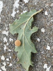 Cynips quercus