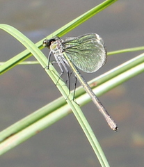 Calopteryx splendens