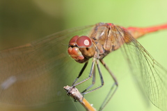 Sympetrum meridionale